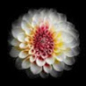 Meet your Posher, Gia